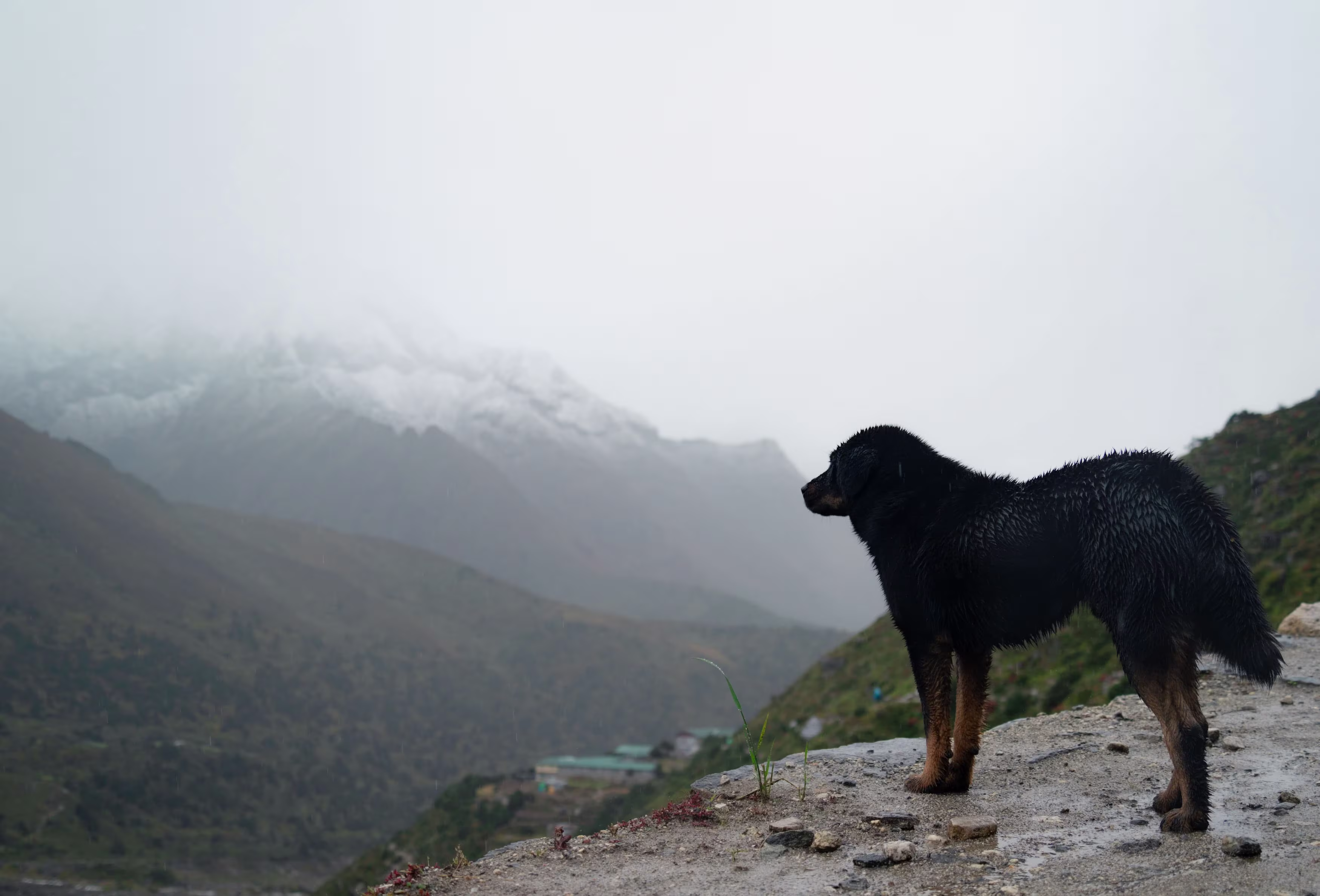 Professional Himalayan Expedition Team